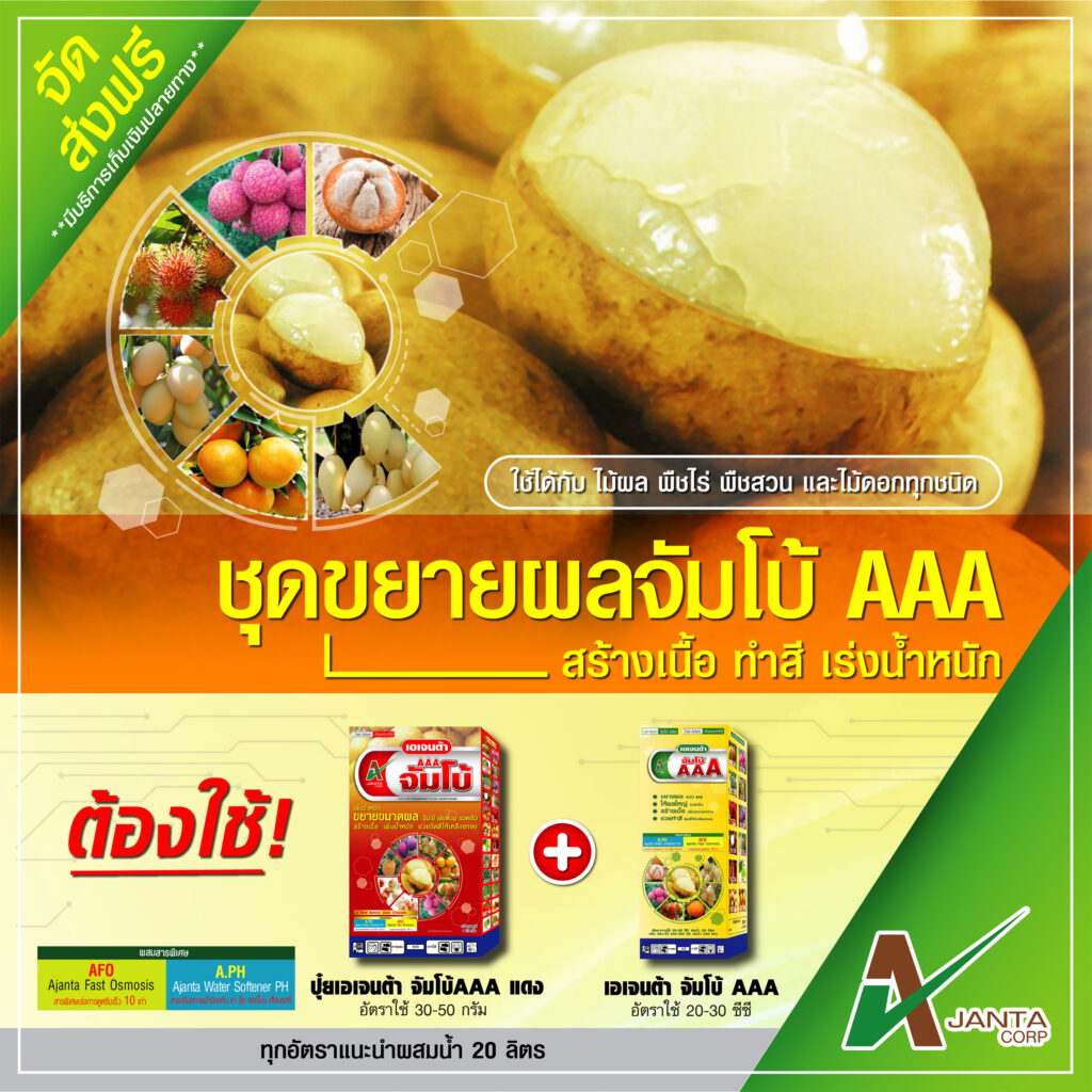 ชุดยายผลจัมโบ้AAA