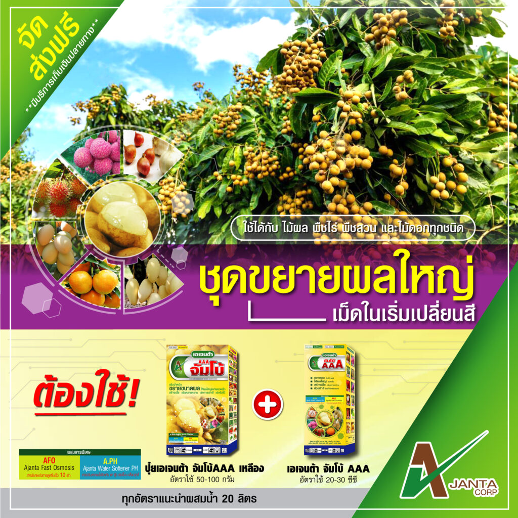 ระยะขยายผลใหญ่