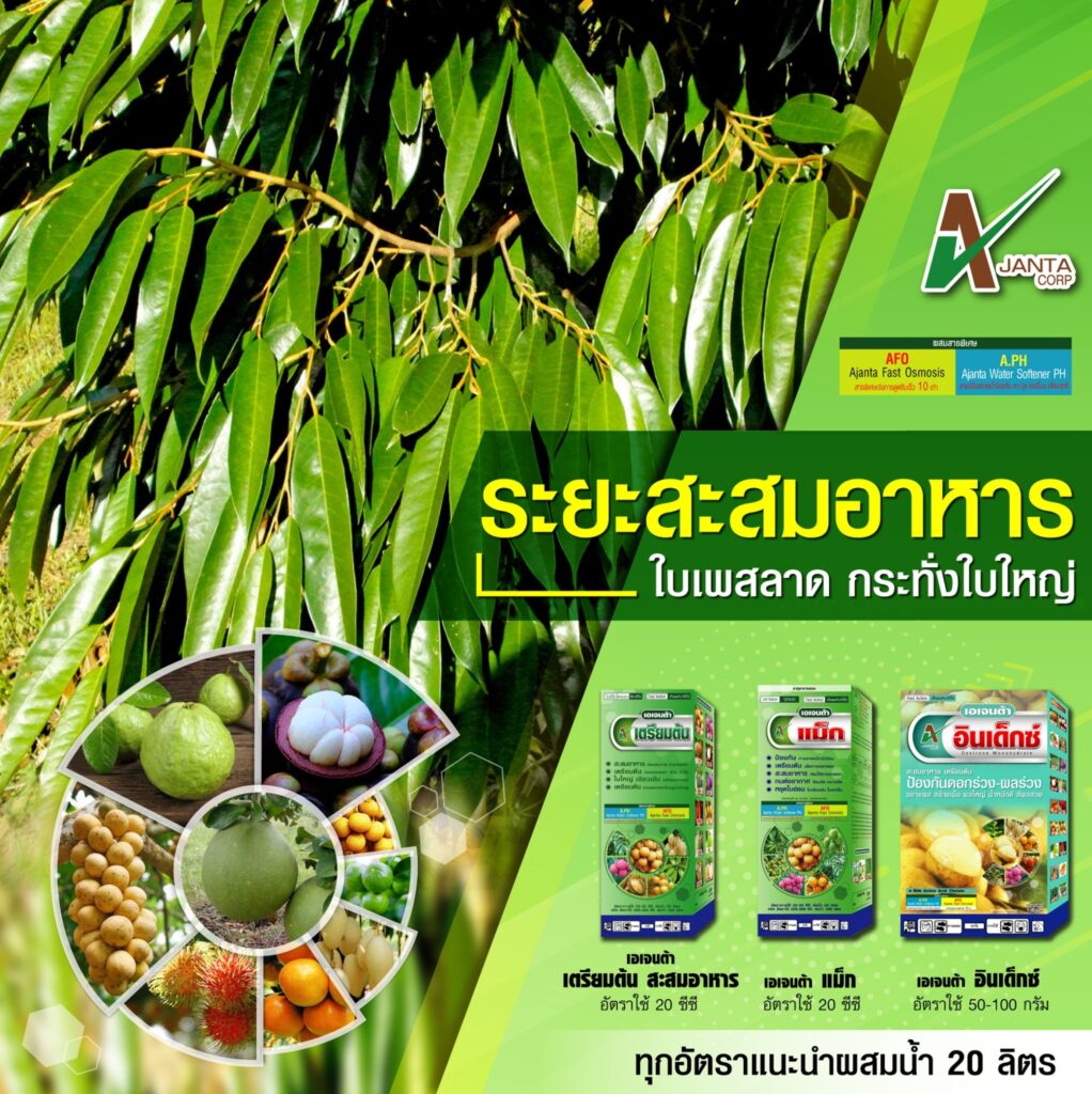 ระยะสะสมอาหาร
