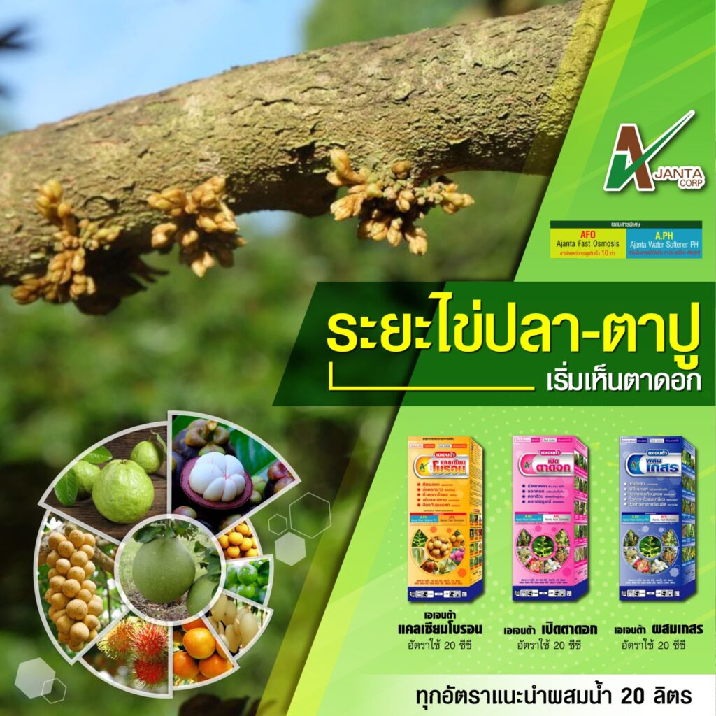 ระยะไข่ปลา-ตาปู