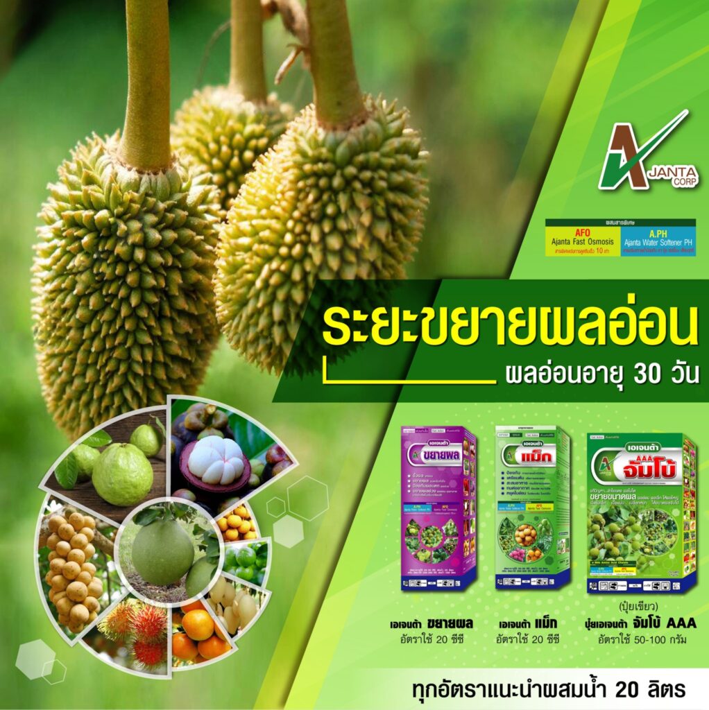 ระยะขยายผลอ่อน