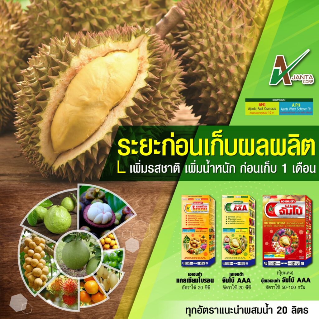 ระยะก่อนเก็บผลผลิต
