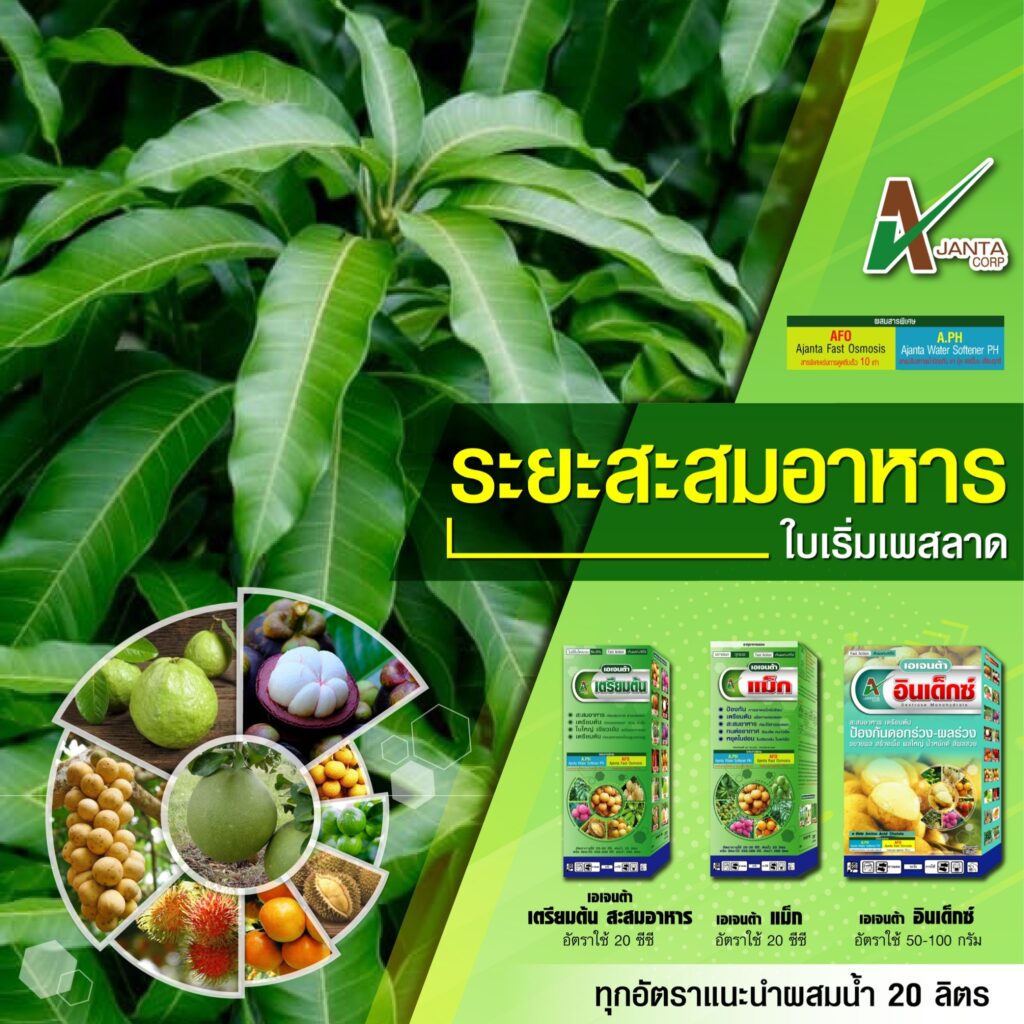 ระยะสะสมอาหารมะม่วง