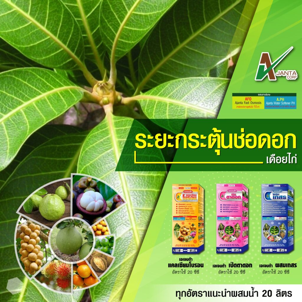 ระยะกระตุ้นช่อดอก