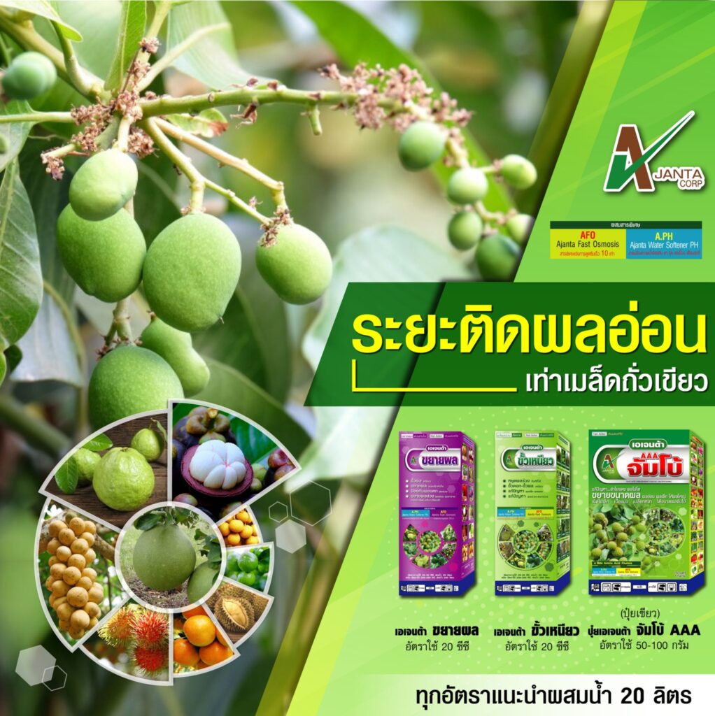 ระยะติดผลอ่อน