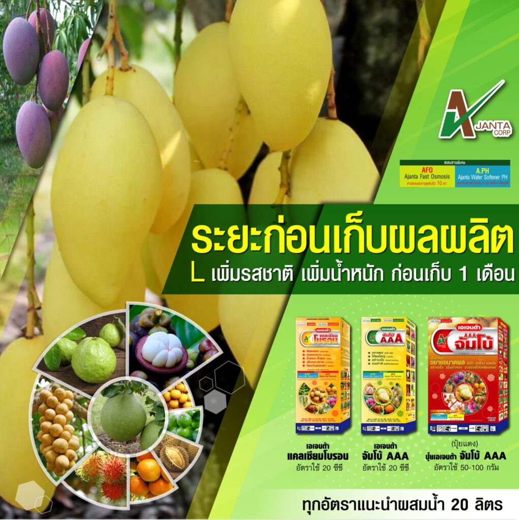 ระยะก่อนเก็บผลผลิต