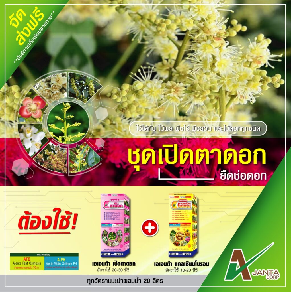 เปิดตาดอก