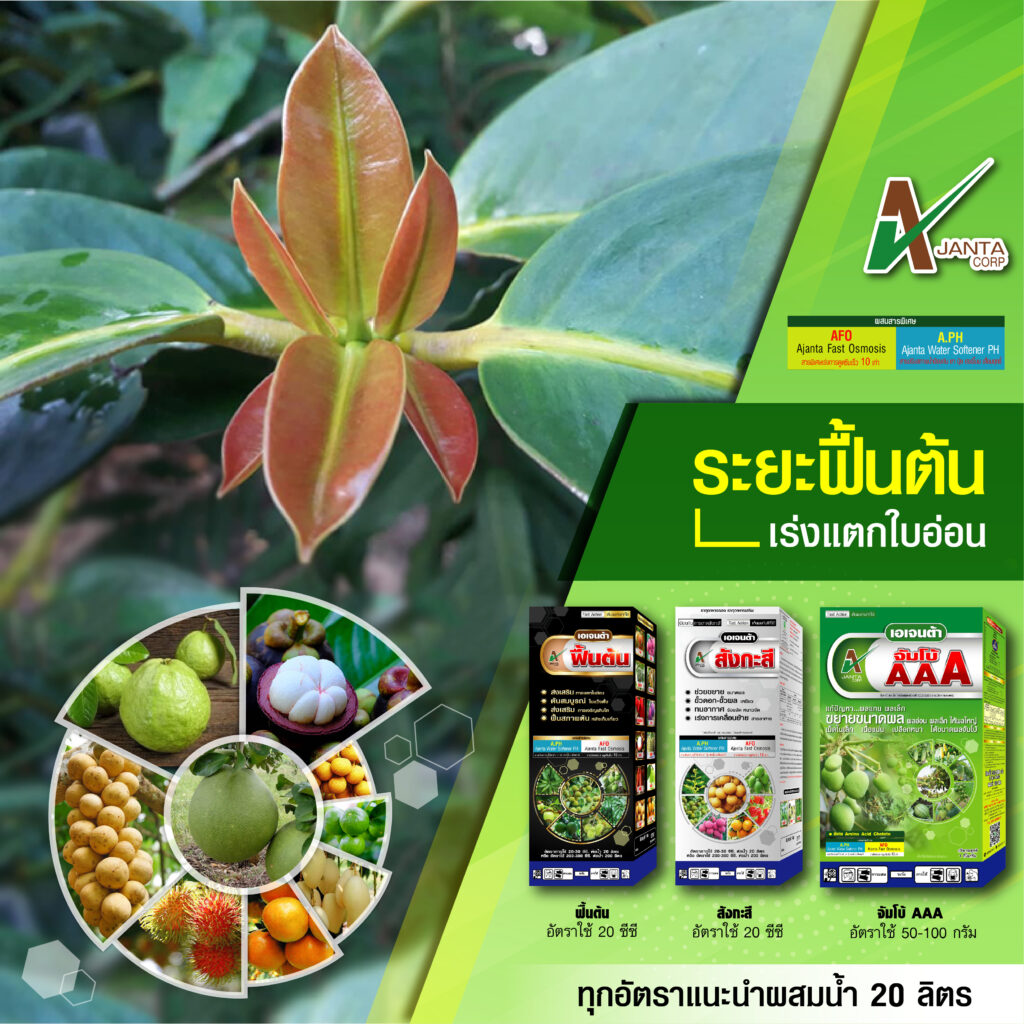 ระยะฟื้นต้นมังคุด